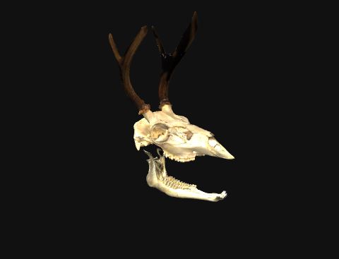 Odocoileus hemionus skull