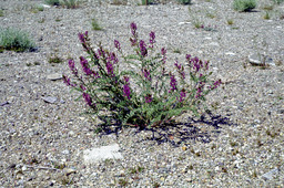 Vetch or Rattlepod or Locoweed (Astragalus lentiginosus - Fabaceae)