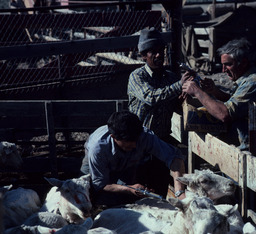 Sheepherders treating sheep