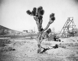 Joshua tree, pride of the Nevada desert