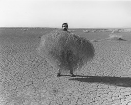 Stephen Davis holding the biggest tumbleweed (Russian thistle) he has ever seen, Stillwater Wildlife Management Area