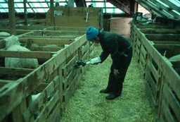 Herder bottle-feeding lamb