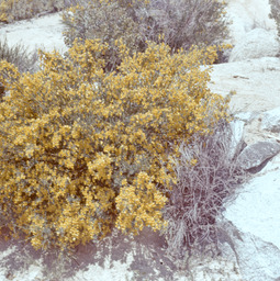 Scotch Broom (Cytisus scoparius - Fabaceae)