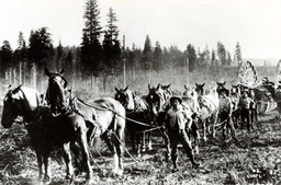 Red River Lumber Company Horse Logging