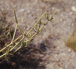 Nevada Ephedra (Ephedra nevadensis - Ephedraceae)