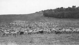 Sheep on range, sheep herders in background