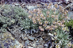 Wallflower Phoenicaulis (Phoenicaulis cheiranthoides - Brassicacea)