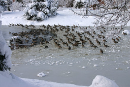 Manzanita Lake, geese, 2005