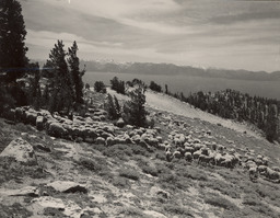 Sheep grazing above Lake Tahoe