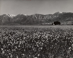 Carson Valley alfalfa