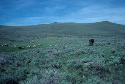 Rancher and Sheep on a Hillside