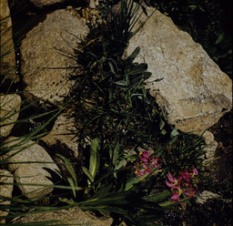 Sierra Shooting Star (Dodecatheon subalpinium - Primulaceae)