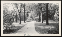 Path on University of Michigan campus