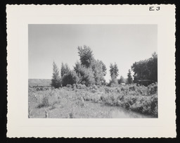 Small river next to grove of sagebrush and trees, copy 2