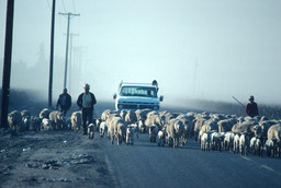 Herders trailing sheep on road