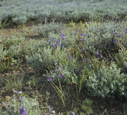 Larkspur (Delphinium sp. - Ranunculaceae)