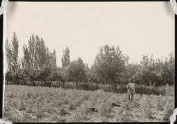 Profile of man in field with orchard heaters