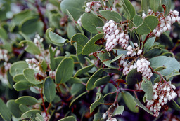 Greenleaf manzanita (Arctostaphylos patula - Ericaceae)