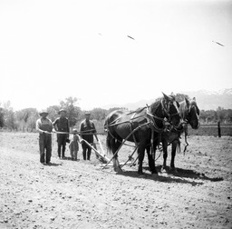 Team of horses pulling plow