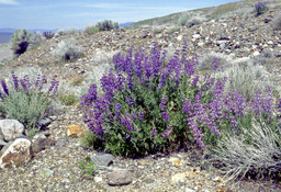 Type of Lupine (Lupinus argenteus - Fabaceae)