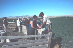 Branding lambs in the corral