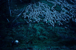 Horse, Dogs, and Sheep in Tall Grass
