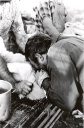 Man neutering sheep