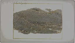 Thin section 54NC64, graphite-quartz-muscovite schist