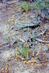 Common Yarrow or Milfoil (Achillea millefolium - Asteraceae)