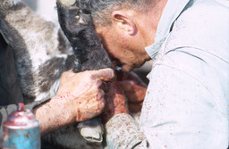Sheepherder using biting technique to castrate lambs