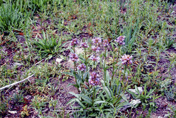 Rydberg's Penstemon (Penstemon rydbergii - Scrophulariaceae)