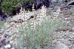 Longspur Lupine (Lupinus arbustus - Fabaceae)