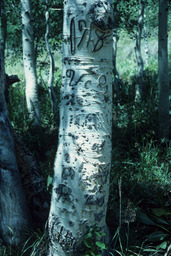 Arborglyphs