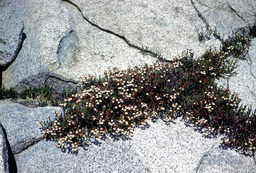 Western Mountain Heather (Cassiope mertensiana - Ericaceae)