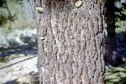 Jeffrey Pine (Pinus Jeffreyi - Pinaceae)