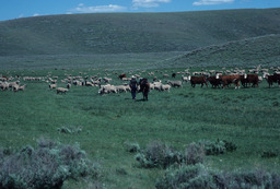 Rancher, Sheep, and Cattle on a Mountainside