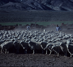 Sheepherders Herding Sheep