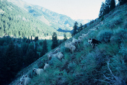Sheep on a Mountainside