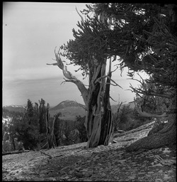 Bristlecone Pine, White Mountains