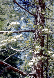 Nuttal's or mountain dogwood (Cornus nuttallii - Cornaceae)