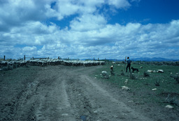 Rancher Oversees Sheep