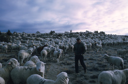 Herder walking among sheep