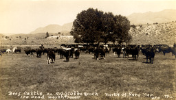 Beef Cattle on C.A. Scotts Ranch