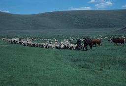 Rancher, Sheep, and Cattle