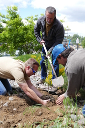 Filling in soil around planted Tree of Gernika