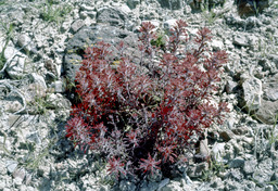 Desert Paintbrush (Castilleja chromosa -  Scrophulariaceae)