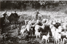 Sheepherders earmarking, branding, and castrating newborn lambs