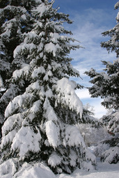 Winter trees on campus, 2005