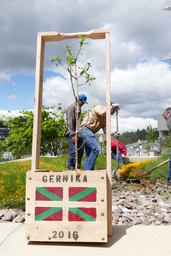 Tree of Gernika in box and workers digging