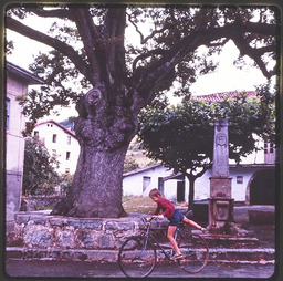 Boy riding bicycle past tree and obelisk